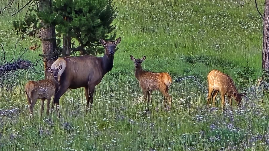הגראנד קניון של ילוסטון
